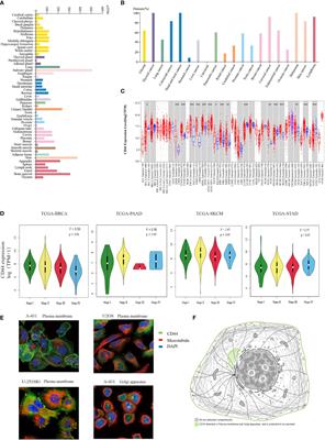 Pan-cancer and single-cell analyses identify CD44 as an immunotherapy response predictor and regulating macrophage polarization and tumor progression in colorectal cancer
